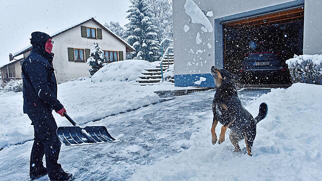 Hund Marlo hat seine helle Freude und tollt wild umher, wenn Herrchen Ralf Groneberg am Wagrain in Hüfingen Schnee schippt und eine ...