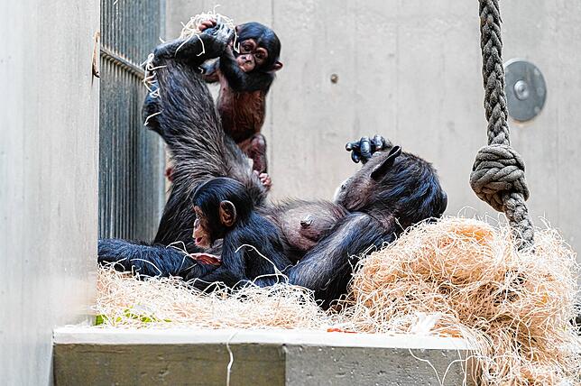 Bild 4: Adoption im Affenhaus: Schimpansen-Mama Kitoko zieht ihr eigenes und das neugeborene Baby ihrer Schwester auf (mit Video)