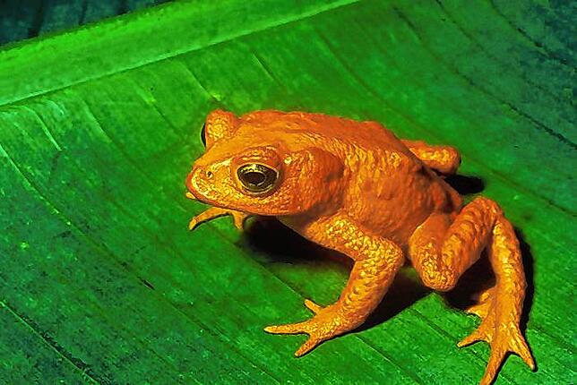 Die Goldkröte lebte in Mittelamerika, etwa in Costa Rica. Sie gilt heute als ausgestorben. Die Gründe für ihr Verschwinden sind nicht ...