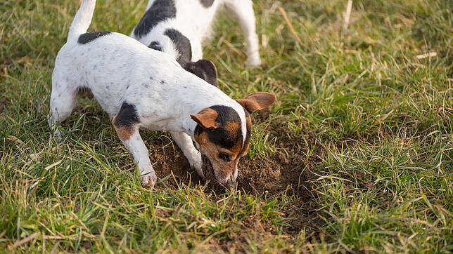 Wenn Hunde aus Langeweile dazu neigen, Erde zu fressen, ist viel Bewegung ein gelungener Ausgleich.