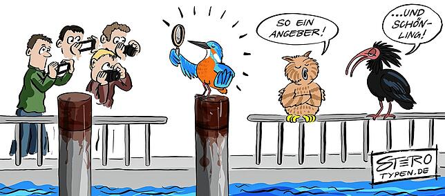 Der Eisvogel vom Mantelhafen ist mit seinem blau-grünen Gefieder und rostroten Bauch ein Hingucker – Übi und Waldrapp schmollen.