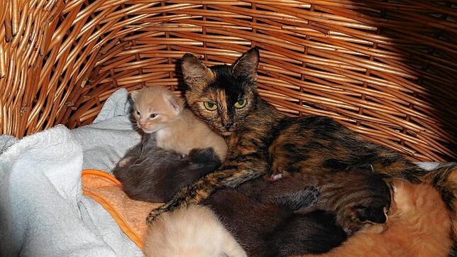 Katze Flecki wurde einen Tag vor der Geburt ihrer Jungen aufgefunden, unversorgt im Freien hätten die Jungen kaum Überlebenschancen gehabt.
