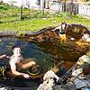 Eröffnung der Badesaison im heimischen Teich in Allmendshofen: Rainer Hennch-Schnurr, Monja Schnurr und Luca Schnurr steigen mutig ins ...