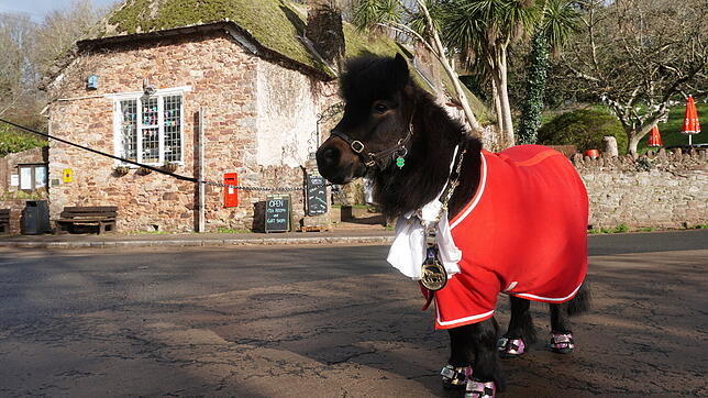 Ponys sind besonders kleine Pferde.