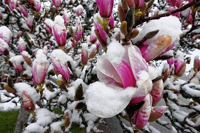 Eiskalt: Magnolien im Hotzenwald vom Schnee bedeckt.