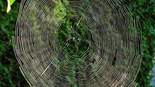 Ein Spinnennetz im Altweibersommer. Doch was ist das für ein Phänomen und woher kommt der Name?