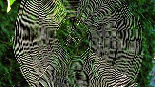 Ein Spinnennetz im Altweibersommer. Doch was ist das für ein Phänomen und woher kommt der Name?