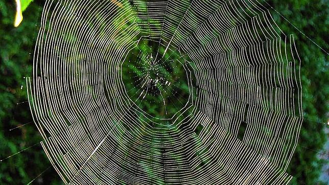 Ein Spinnennetz im Altweibersommer. Doch was ist das für ein Phänomen und woher kommt der Name?