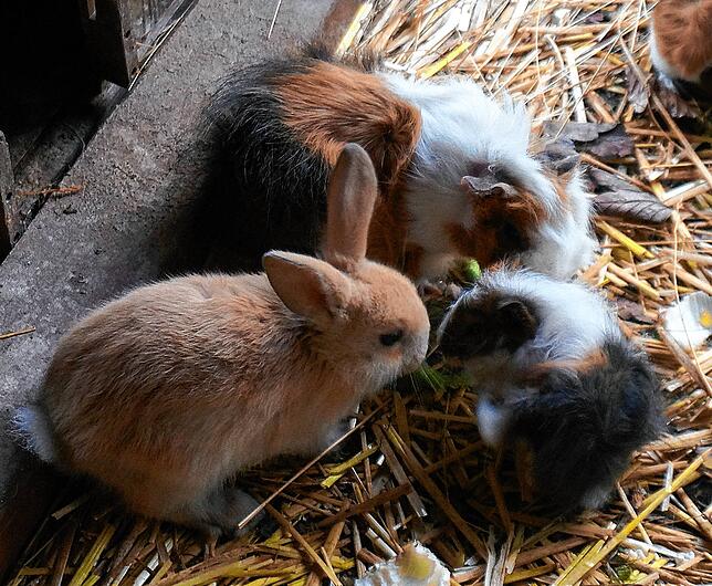 Friedliche Koexistenz: Die Kaninchen und Meerschweinchen im Waldshuter Wildgehege kommen sehr gut miteinander aus.