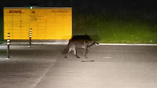 Spaziert hier ein Wolf an der Packstation im Allensbacher Industriegebiet vorbei?