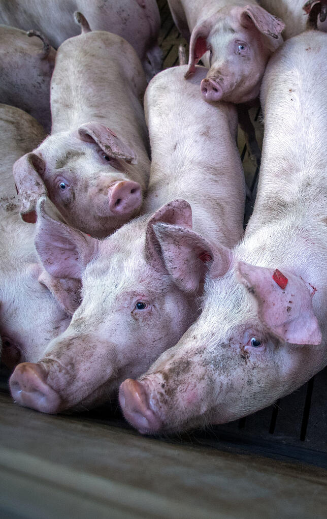 Bild 1: Von wegen Krone der Schöpfung: Wie wir Tiere ausbeuten