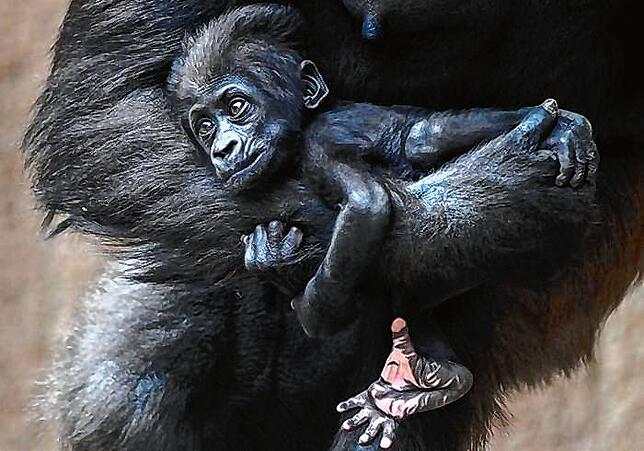 Wie niedlich ist das denn? Ein Gorilla-Baby liegt im Arm seiner Mutter. Wer kann diesen Augen widerstehen?