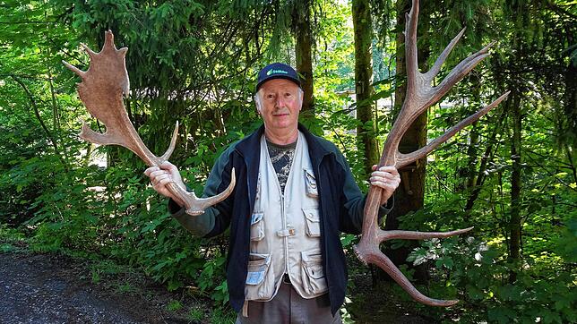Prachtexemplare: Bei Führungen zeigt Wildgehege-Mitarbeiter Hubert Rossa auch immer abgeworfene Geweihe und erzählt, was es mit ihnen ...