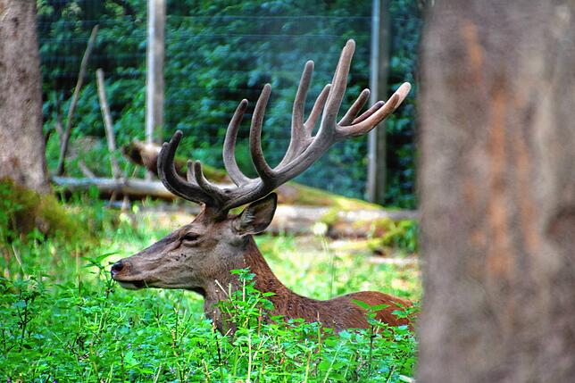 Bild 18: SÜDKURIER öffnet Türen im Waldshuter Wildgehege &ndash; und wir haben die Bilder