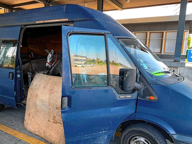 In diesem Lieferwagen mit französischem Kennzeichen transportierte der Fahrer die Tiere.