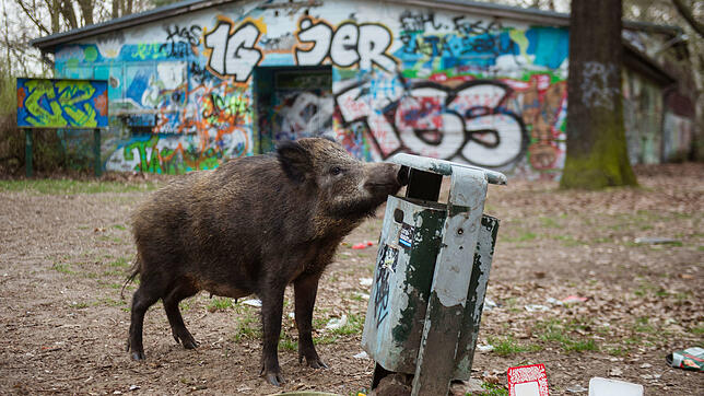 Ein weibliches Wildschwein (Bache) in Berlin. In Stahnsdorf, am Rande der Hauptstadt, gelten die Tiere als regelrechte Plage.