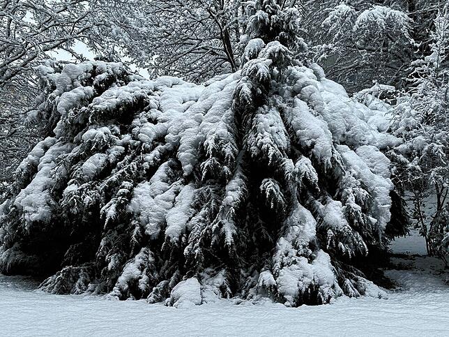 Bild 19: So schön ist der Schnee in Bad Säckingen und auf dem Hotzenwald! Wir haben die Bilder