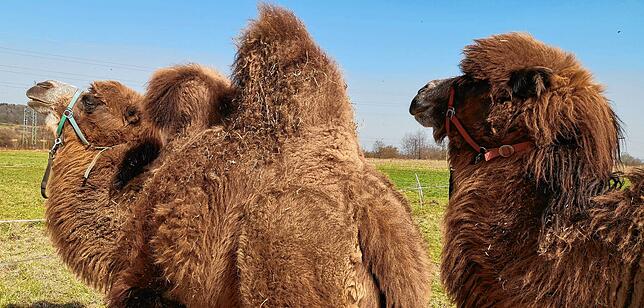 Bild 2: Ein Wanderzirkus kann nicht weiter: Familie Renz benötigt Futter für ihre 22 Tiere