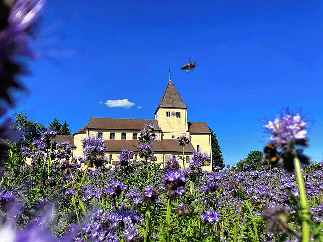 Das Bild zeigt die Kirche St. Georg, eine von drei romanischen Kirchen auf der Reichenau. Im Jahr 2000 wurde die Klosterinsel in das ...