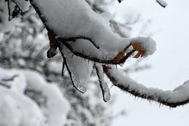 Bild 3: Schneebruchgefahr in Meßkirch und der Region: Warum Sie jetzt nicht in den Wald gehen sollten
