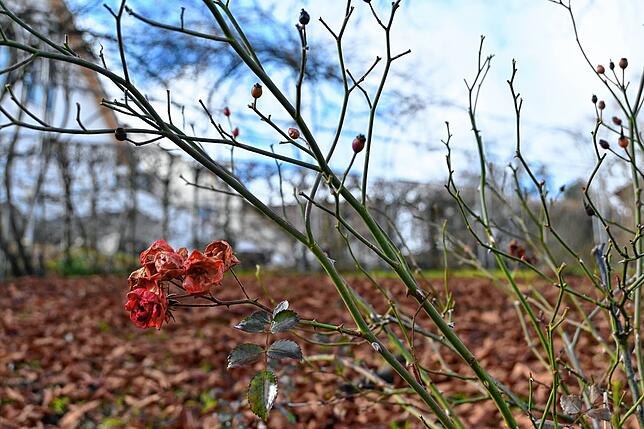 Im Winter ist von den Rosen nicht viel zu sehen. Im Sommer blühen sie nun seit 20 Jahren in Deisendorf.