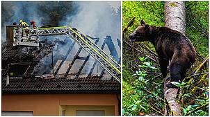 Drei verheerende Brände erschüttern die Region und im Schwarzwald hat eine „Problembärin“ ein neues Zuhause gefunden. Diese und weitere ...