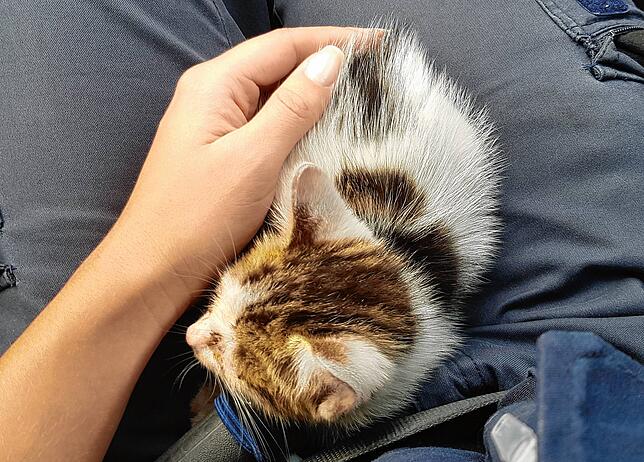 Ein Katzenbaby im LKW rettete die Polizei auf der Tank- und Rastanlage Breisgau an der Autobahn 5 am Sonntag, 26. September.