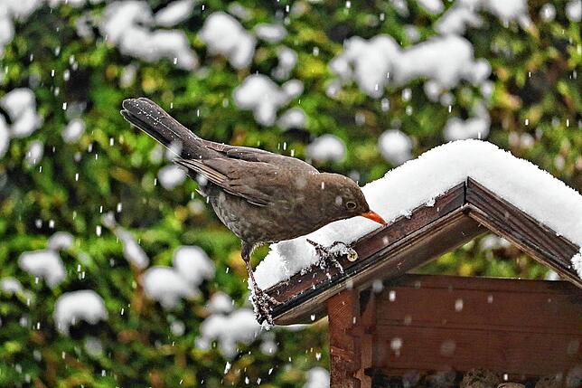 Vom Schnee überrascht, freut sich diese Amsel in Uhldingen-Mühlhofen, dass ihr Menschen Futter bereitgelegt haben.