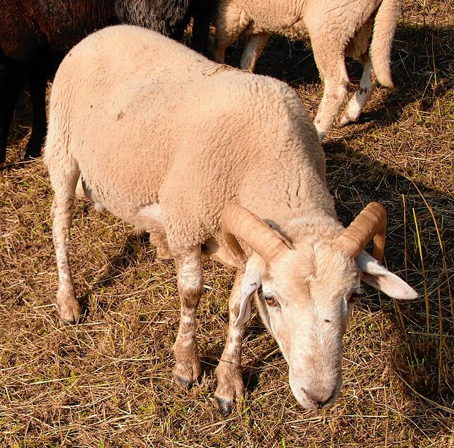 Bocksohn: Jungbock Joachim, Sohn von &bdquo;Florian dem Zunftübergreifenden&ldquo;, kam 2019 auf die Welt und wäre unter normalen ...
