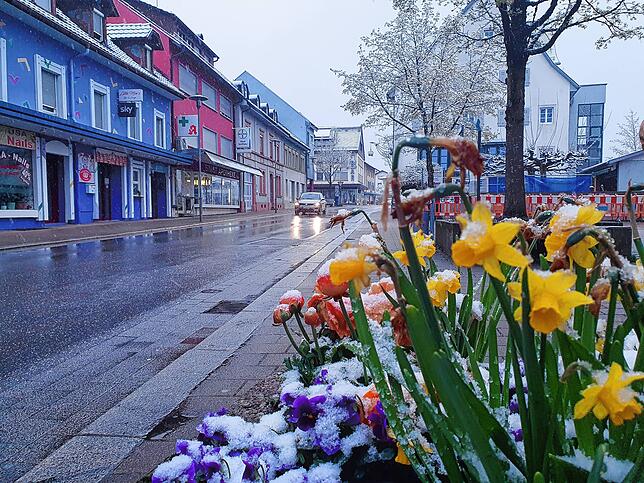 Schneehäubchen zieren die Frühlingsblumen am Morgen des 2. April 2022 in der Hauptstraße in Wehr.