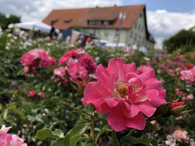Bild 2: Die schönsten Rosen aus dem Rosendorf Nöggenschwiel