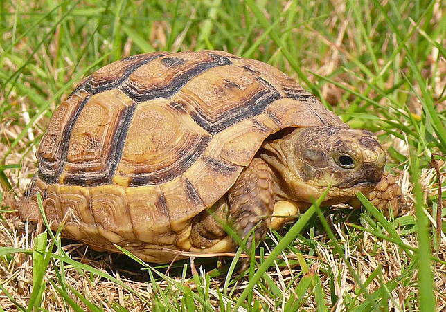 Landschildkröte Die maurische Landschildkröte George ist das Haustier mit der längsten TV-Karriere aller Zeiten.