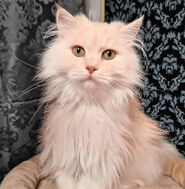 Auch Perserkatzen sind manchmal unter den Streunern.