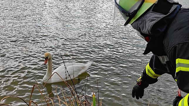 Tierrettung am Rhein am 4. Januar 2022: Ein ausgewachsener Schwan hatte eine Angelschnur um seinen Fuß gewickelt.
