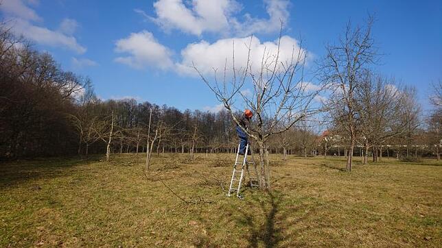 Auch der fachgerechte Schnitt – wie hier auf der Wiese im Seewiesenesch – kann gefördert werden.