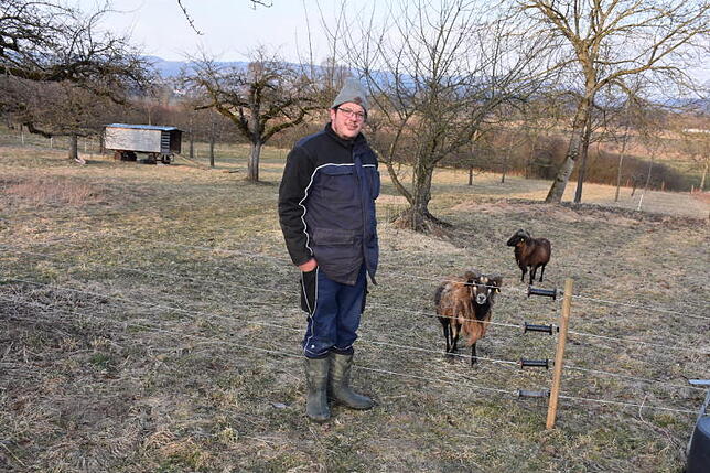 Der Rickenbacher Bio-Landwirt Patrick Saile hält seine Kamerun-Schafböcke in einer Koppel am Salemer Leopoldberg. Von den vier Tieren ...
