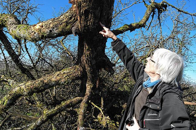 In dieser Baumhöhle könnte eine Fledermaus gelebt haben: Brigitte Wallkam vom BUND Friedrichshafen ist entsetzt über den Baumfrevel.