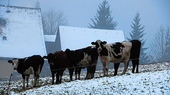 Bild : Winter im Schwarzwald! In Furtwangen liegt der erste Schnee