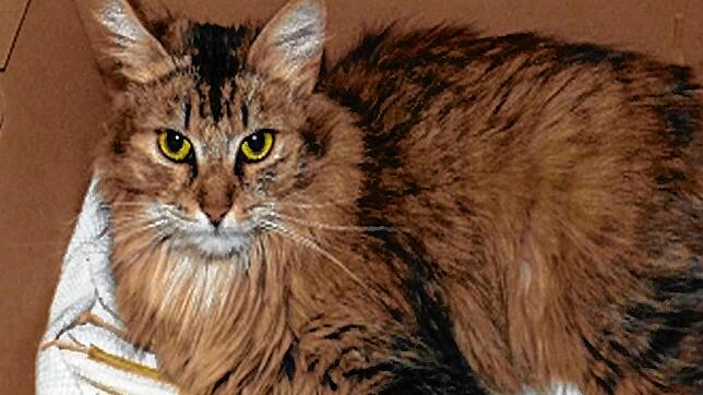 Die Katze Piri aus Öfingen leidet an schweren Verletzungen und deren Nachwirkungen nach einer laut Tierarzt wohl offensichtlich sexuell ...