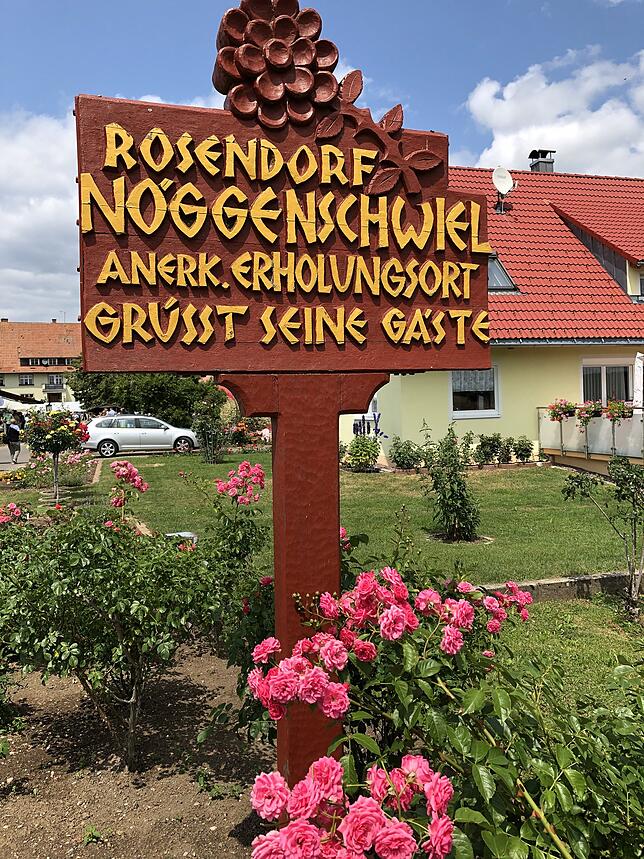 Bild 12: Die schönsten Rosen aus dem Rosendorf Nöggenschwiel