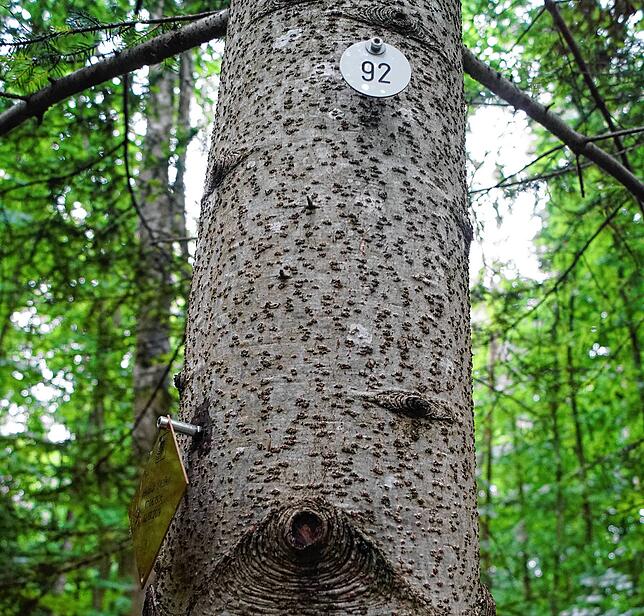 Ein Baum mit Urnengräbern wird mit einer runden Plakette und einer Zahl gekennzeichnet. Die Farbe der Plakette weist die Kategorie aus. ...