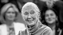 Jane Goodall, Primatenforscherin und Anthropologin, ist im Alter von 91 Jahren gestorben.