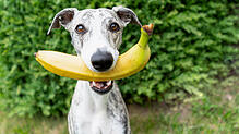 Die Banane gehört zu den Obstsorten mit dem höchsten Zuckergehalt. Sollte man sie deshalb lieber nicht dem Hund geben?