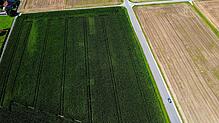 Noch steht hier der Mais, doch bald wird mit den Bauarbeiten begonnen: das neue Gewerbegebiet „Schaffhauser Breite“ in Jestetten. Es ...