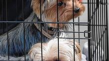 Ausgesetzte Yorkshire-Terrier (hier ein Symbolbild) wurden in Transportboxen in Bad Säckingen und Waldshut gefunden. Die Polizei ermittelt.