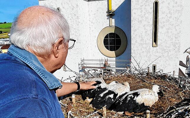 Christian Mende bei der Beringung von drei Stockacher Jungstörche auf dem Kriegerdenkmal am 17. Juni 2022.