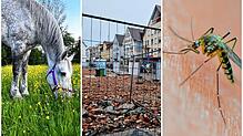 Bild : Das war die Woche im Bodenseekreis