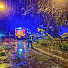 Die Feuerwehr Langenargen räumt abgebrochene Äste von einer Straße.