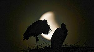 Riedlingen: Hinter einem Storchennest ist der Vollmond ist während einer totalen Mondfinsternis. Dabei tritt der Mond bereits teilweise ...
