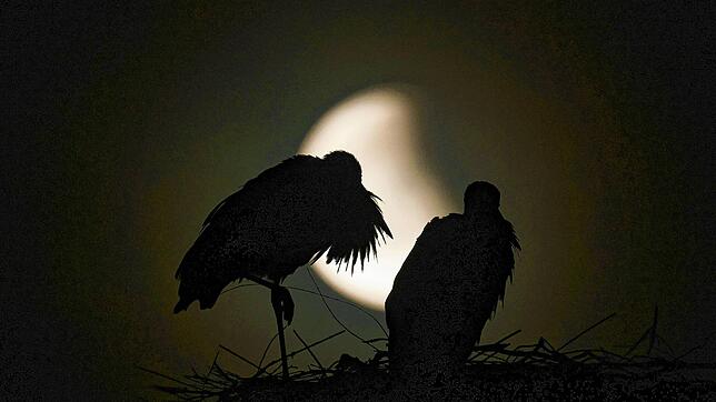 Riedlingen: Hinter einem Storchennest ist der Vollmond ist während einer totalen Mondfinsternis. Dabei tritt der Mond bereits teilweise ...